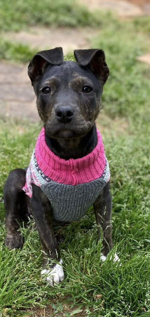 Bryndle - Not At the Shelter