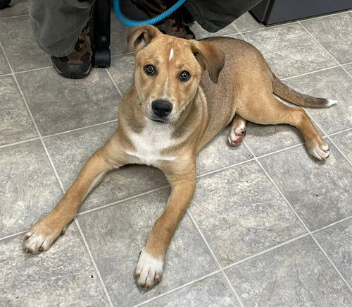 Diamond: At the shelter