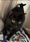 Coal - At the Shelter