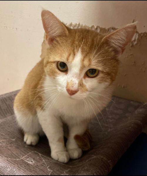 Tigger: Visit at Lynchburg Petsmart