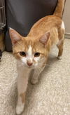 Tigger: Visit at Lynchburg Petsmart