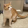 Tigger: Visit at Lynchburg Petsmart