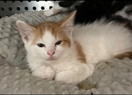 Puck - Not At the Shelter