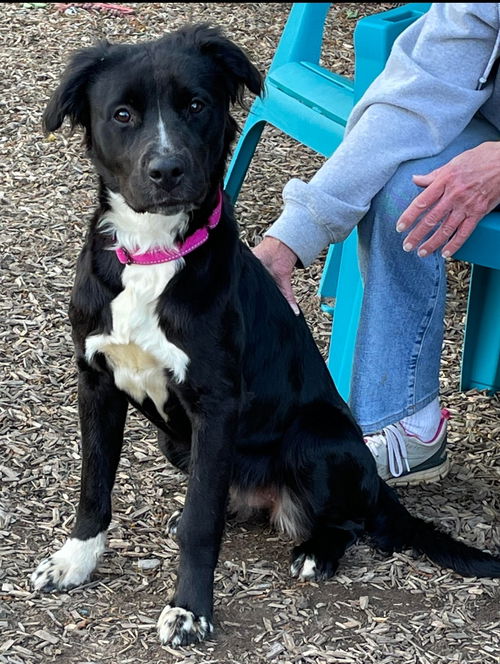 Noodles - At the Shelter
