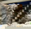 Hawthorn: visit at Petsmart in Lynchburg