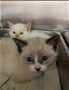 Arthur and Merlin: Not At the Shelter