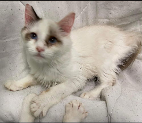 Dream: At the Shelter
