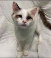Dream: At the Shelter