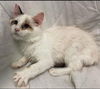 Dream: At the Shelter