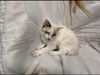 Dream: At the Shelter