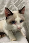 Story: At the shelter