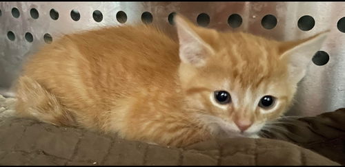 Aveda: Not At the Shelter