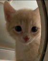 Mitchell - Not at the Shelter