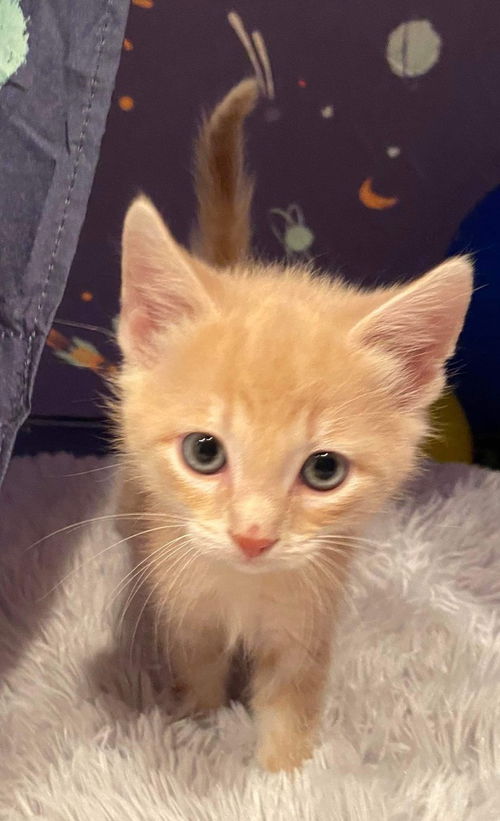 Mitchell - Not at the Shelter
