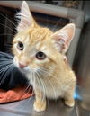 Homer:  Visit at Lynchburg PetSmart