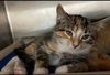 Simone - Visit at Lynchburg PetSmart