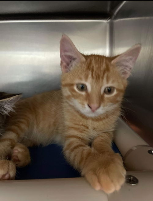 Socrates: Not at the Shelter