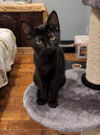 Champ (Emma's Litter): Not at the Shelter