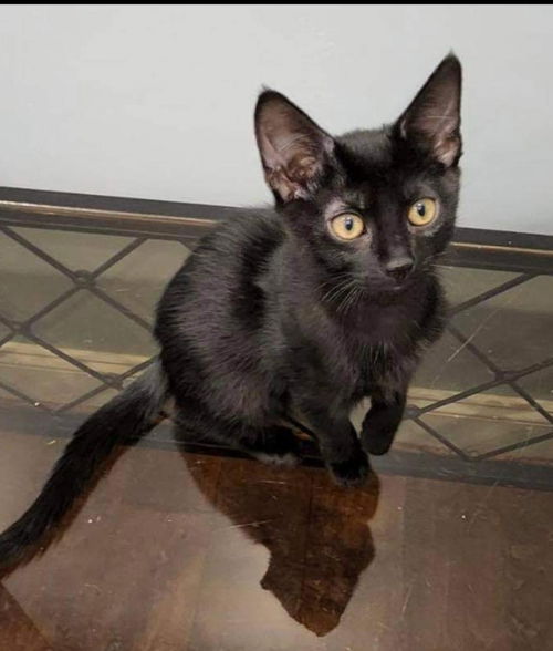 Champ (Emma's Litter): Not at the Shelter