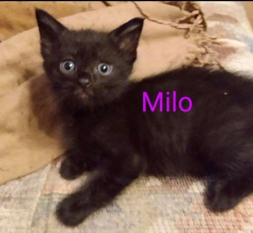 Milo - Not At the Shelter