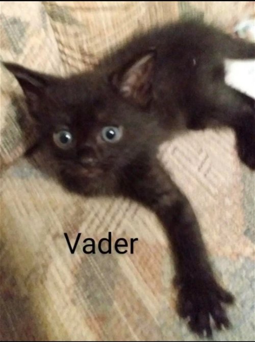 Vader: Not At the Shelter