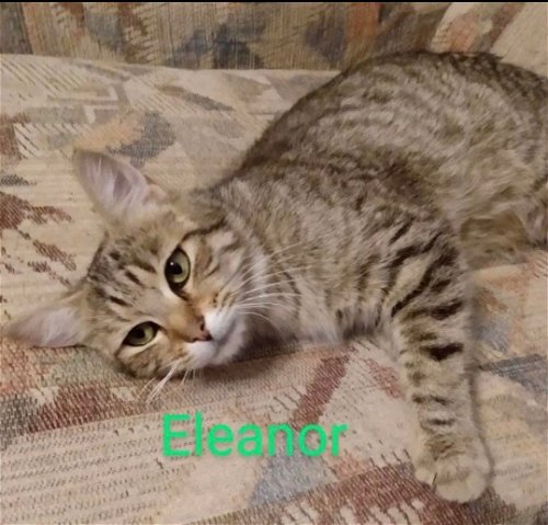 Eleanor: Not At the Shelter