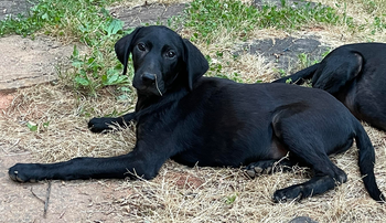 Bear: Not At the Shelter