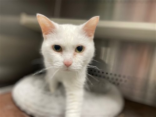 Snowball: Not At the Shelter