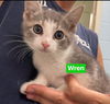 Wren: At the Shelter