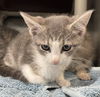Wren: At the Shelter
