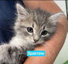 Sparrow: At the Shelter