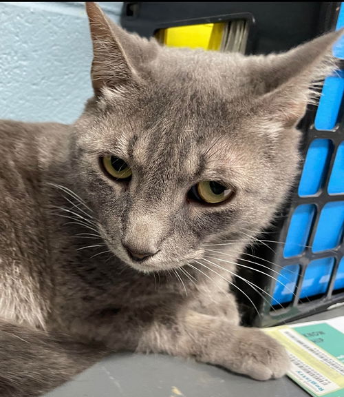 Houdini: Visit at Lynchburg PetSmart