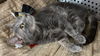 Houdini: Visit at Lynchburg PetSmart
