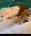 Triscuit: Not at the Shelter