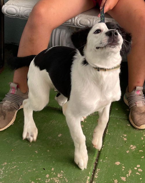 Delilah: At the shelter