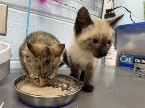 Athens: At the shelter
