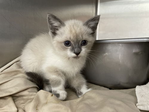 Amber Locust (A-team): At the shelter