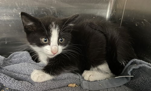 Abigail Kitten: Visit at Petsmart in Lynchburg