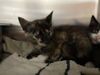 Amanda Kitten: Visit at Petsmart in Lynchburg