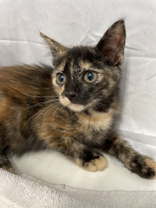 Amanda Kitten: Visit at Petsmart in Lynchburg