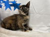 Amanda Kitten: Visit at Petsmart in Lynchburg