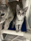 Dusty (Weather Litter): Not at the shelter