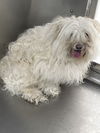 Maybelle: at the shelter