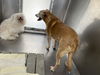 Maybelle: at the shelter