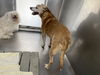 Willow: Not at the shelter