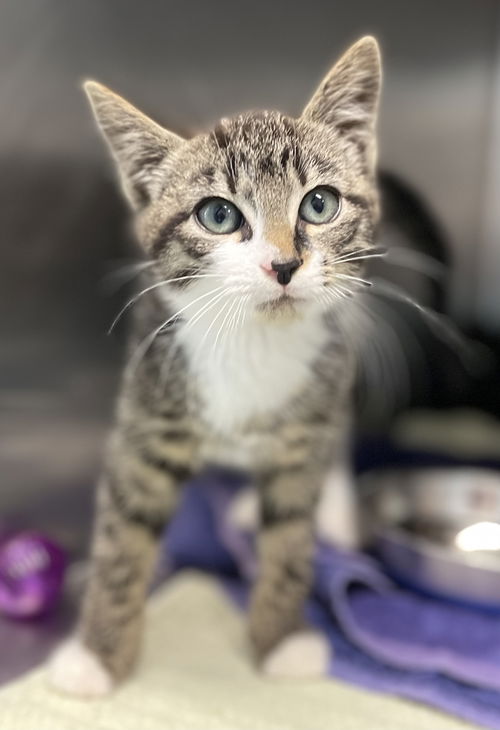 Andy: at the shelter