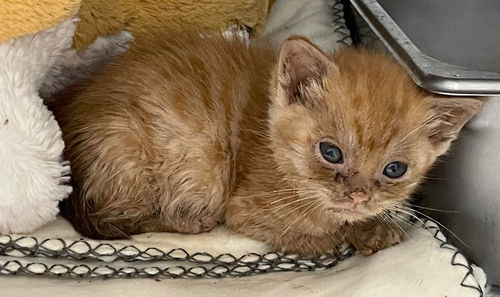Tonka: not at the shelter