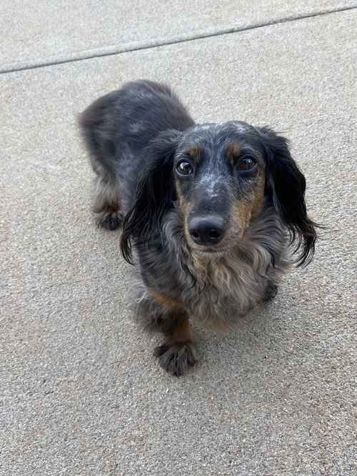 Hondo: Not at the shelter