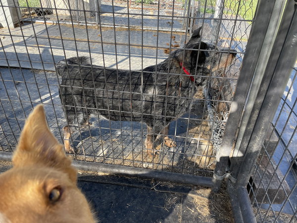 Hale (Old Man): Sponsored: Not at shelter (Stacey)