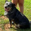 adoptable Dog in , VA named Hale: Not at the shelter